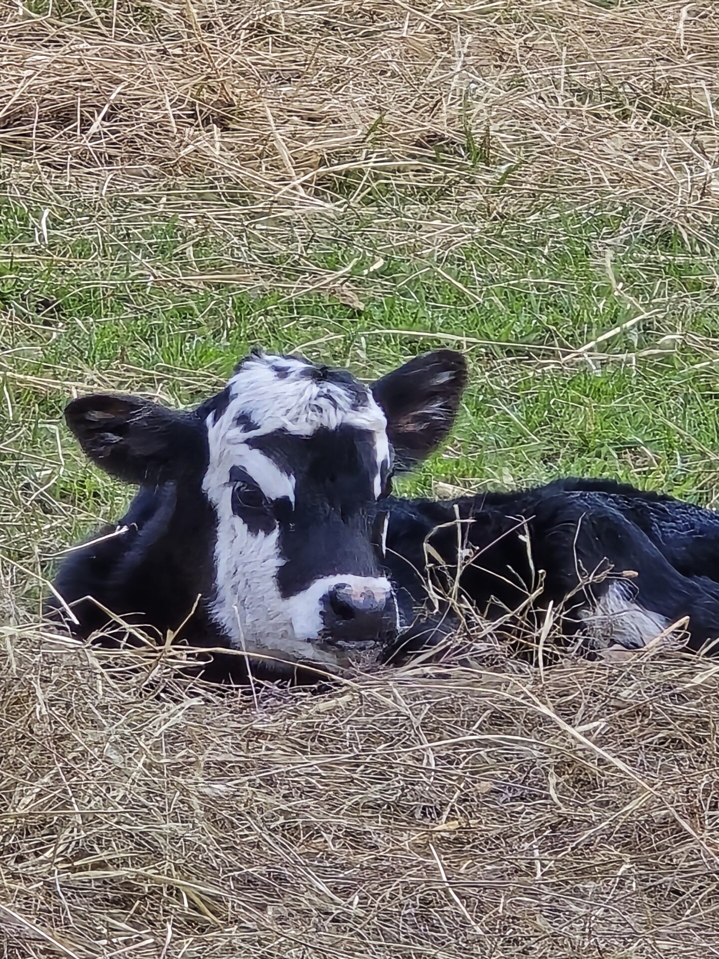 calf
