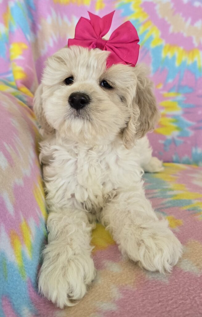 This beauty was born Feb. 9th. She is extremly loving and ready to join her new family now.